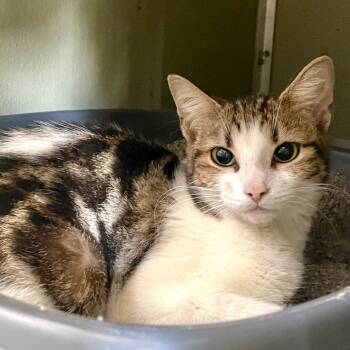 Rescue Domestic Short Hair Cats for Adoption in Riverwoods, Illinois - Angelic | PetCurious