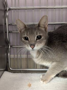 Domestic Short Hair Cats Available for Adoption in Vancouver, Washington - Stormi | PetCurious