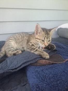 Miso -  Domestic Short Hair Cat for Adoption in Bossier City, Louisiana - Miso | PetCurious