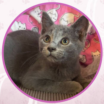 Rescue Domestic Short Hair Cats for Adoption in Toms River, New Jersey - Bluepurry Pie | PetCurious