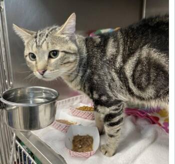 Aslan -  Domestic Short Hair Cat Available for Adoption in Wheaton, Illinois - Aslan | PetCurious