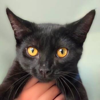 Shadow -  Domestic Short Hair Cat for Adoption in Chapel Hill, North Carolina - Shadow | PetCurious