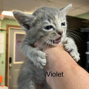 Domestic Short Hair Cats Available for Adoption in Madill, Oklahoma - Violet | PetCurious