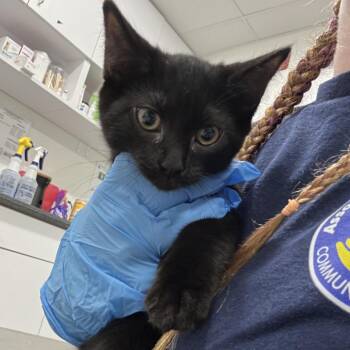 Morticia -  Domestic Short Hair Cat for Adoption in Newark, New Jersey - Morticia | PetCurious