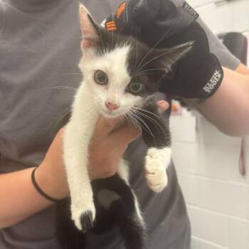 Dottie -  Domestic Short Hair Cat for Adoption in Fredericksburg, Virginia - Dottie | PetCurious