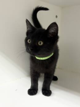 Rescue Domestic Short Hair Cats for Adoption in Rochester, Indiana - Jack | PetCurious