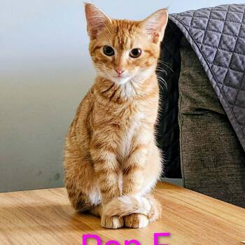 Pop -  Domestic Short Hair Cat for Adoption in Madison, Wisconsin - Pop | PetCurious