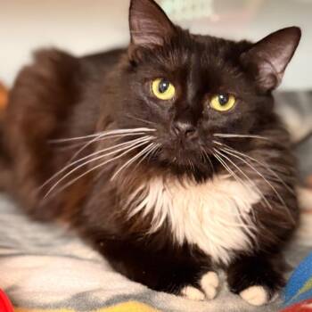 Domestic Long Hair Cats Available for Adoption in Cumming, Georgia - Cleo 5 | PetCurious
