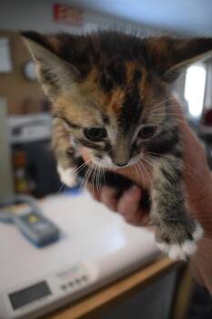Domestic Short Hair Cats Available for Adoption in Pahrump, Nevada - Breeze (Precious K5) | PetCurious