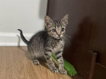 LOUIE -  Domestic Short Hair Cat for Adoption in Charlotte, North Carolina - LOUIE | PetCurious