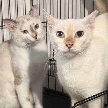 Rynherra -  Siamese Cat for Adoption - Rynherra | PetCurious