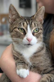 AMY -  Domestic Short Hair Cat for Adoption in Canfield, Ohio - AMY | PetCurious