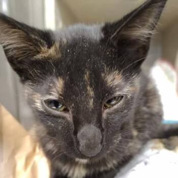 Gia 26-09-047 -  Domestic Short Hair Cat for Adoption in Bastrop, Texas - Gia 26-09-047 | PetCurious