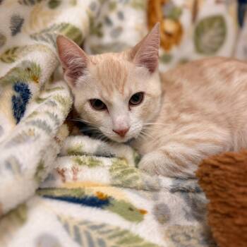 Manny Taur -  Domestic Short Hair Cat for Adoption in Goleta, California - Manny Taur | PetCurious