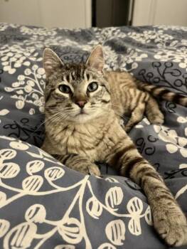 Domestic Medium Hair Cats Available for Adoption in Loveland, Colorado - PIG | PetCurious