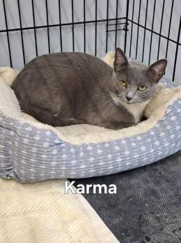Karma -  Domestic Short Hair Cat Available for Adoption in Plattsburgh, New York - Karma | PetCurious