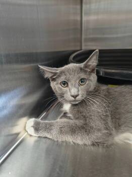 Frasier -  Domestic Short Hair Cat for Adoption in Maryville, Tennessee - Frasier | PetCurious