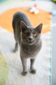 Rescue Domestic Short Hair Cats for Adoption in Oakland, California - Schroeder (Bonded With Lucy) | PetCurious
