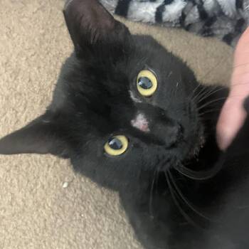 Mr. Purrson (Frankie) -  Domestic Medium Hair Cat for Adoption in Midland, Texas - Mr. Purrson (Frankie) | PetCurious