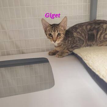 Lily (Gidget) -  Domestic Short Hair Cat for Adoption in Diamond Springs, California - Lily (Gidget) | PetCurious