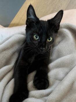 Flint -  Domestic Short Hair Cat for Adoption in Honeoye, New York - Flint | PetCurious
