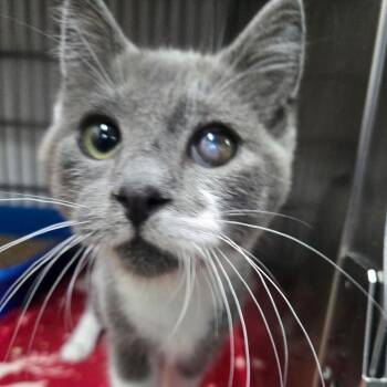 Gary -  Domestic Short Hair Cat for Adoption in Idaho Falls, Idaho - Gary | PetCurious
