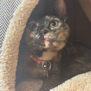 NCR9119 Ambrosia -  Domestic Short Hair Cat for Adoption in Port Washington, New York - NCR9119 Ambrosia | PetCurious