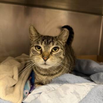 Domestic Short Hair Cats Available for Adoption - Syrah  | PetCurious