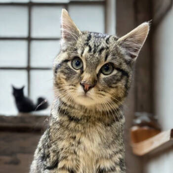 Rescue Domestic Short Hair Cats for Adoption in Salt Lake City, Utah - Samba | PetCurious