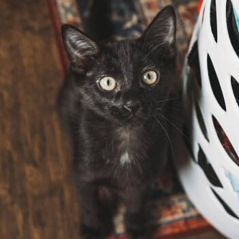 Rookie Jessup -  Domestic Short Hair Cat for Adoption in Eagle Mountain, Utah - Rookie Jessup | PetCurious