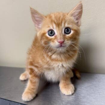 Domestic Short Hair Cats Available for Adoption in Birmingham, Alabama - Hendrix | PetCurious
