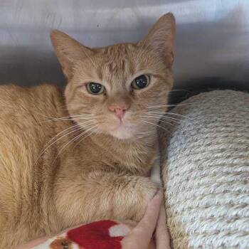 Mango -  Domestic Short Hair Cat for Adoption in Driggs, Idaho - Mango | PetCurious