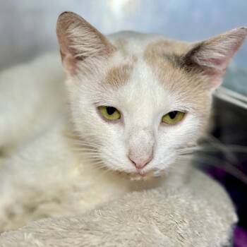 Rescue Domestic Short Hair Cats for Adoption in Austin, Texas - Arrow | PetCurious