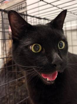 Ninja -  Domestic Short Hair Cat for Adoption in Fall River, Massachusetts - Ninja | PetCurious