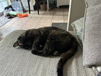 Cynder -  Domestic Short Hair Cat for Adoption in Oshawa, Ontario - Cynder | PetCurious