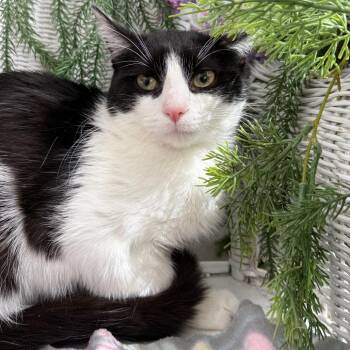 Domestic Short Hair Cats Available for Adoption in Eaton Rapids, Michigan - Karma K  56117 | PetCurious