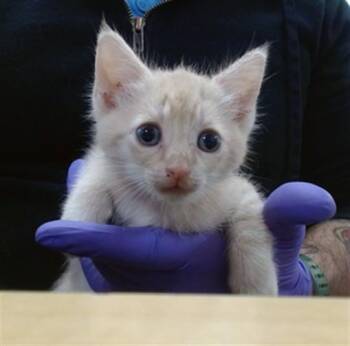 TERRA -  Domestic Short Hair Cat for Adoption in Doral, Florida - TERRA | PetCurious