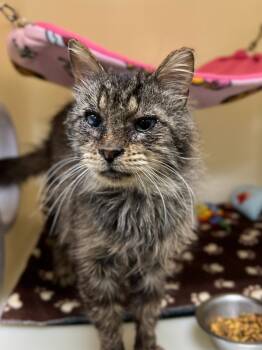 Rescue Domestic Medium Hair Cats for Adoption in Menomonie, Wisconsin - Fez | PetCurious