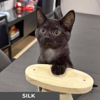 Rescue Domestic Short Hair Cats for Adoption in Toronto, Ontario - Silk | PetCurious