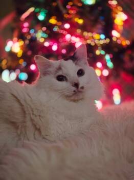 Rescue Domestic Long Hair Cats for Adoption in Dawsonville, Georgia - Mable | PetCurious