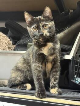 Savannah -  Domestic Short Hair Cat for Adoption in Fairfax, Virginia - Savannah | PetCurious