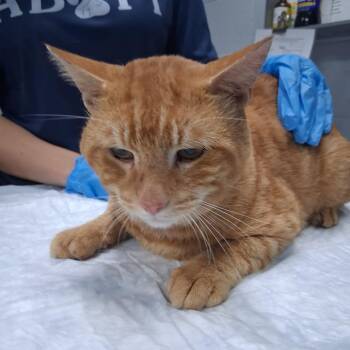 Morris -  Domestic Short Hair Cat for Adoption in Summerville, South Carolina - Morris | PetCurious