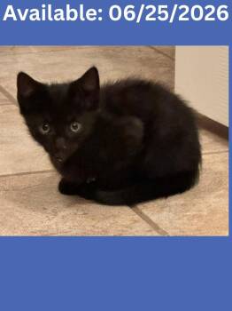 Cat Condo # 9 Pinto -  Domestic Short Hair Cat for Adoption in Greenville, Texas - Cat Condo # 9 Pinto | PetCurious