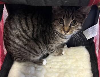 Rescue Domestic Short Hair Cats for Adoption in Lawrenceville, Georgia - Pen 37/38 D | PetCurious