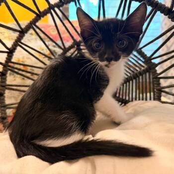 Lilly -  Domestic Short Hair Cat for Adoption in Lewisville, Texas - Lilly | PetCurious