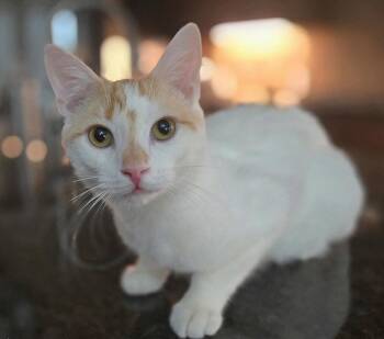 Turkish Van and Domestic Short Hair Cats Available for Adoption in Houston, Texas - Emir | PetCurious
