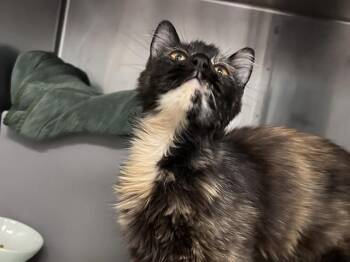 SALLY RIDE -  Domestic Short Hair Cat for Adoption in Palo Alto, California - SALLY RIDE | PetCurious