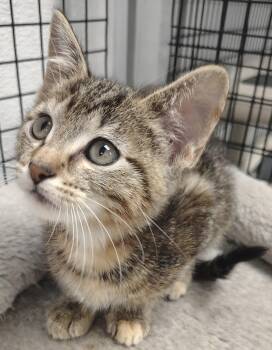 Rescue American Shorthair Cats for Adoption in Mount Pleasant, Iowa - Chip | PetCurious