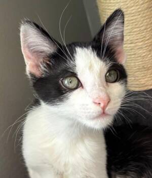 Chelsea 811-26 -  Domestic Short Hair Cat for Adoption in Cumming, Georgia - Chelsea 811-26 | PetCurious