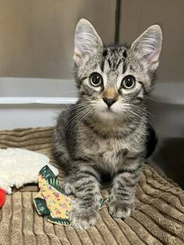 Tabby and Domestic Short Hair Cats Available for Adoption in Mountain View, Arkansas - Atticus | PetCurious